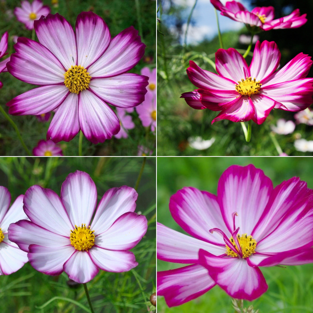 Candy Stripe & Picotee Cosmos Seeds - Drought Tolerant, 50+ seeds