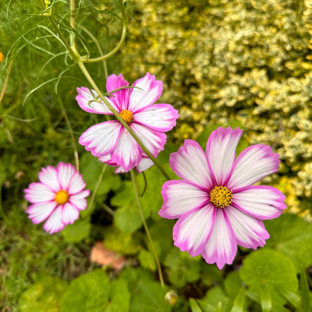 Candy Stripe & Picotee Cosmos Seeds - Drought Tolerant, 50+ seeds