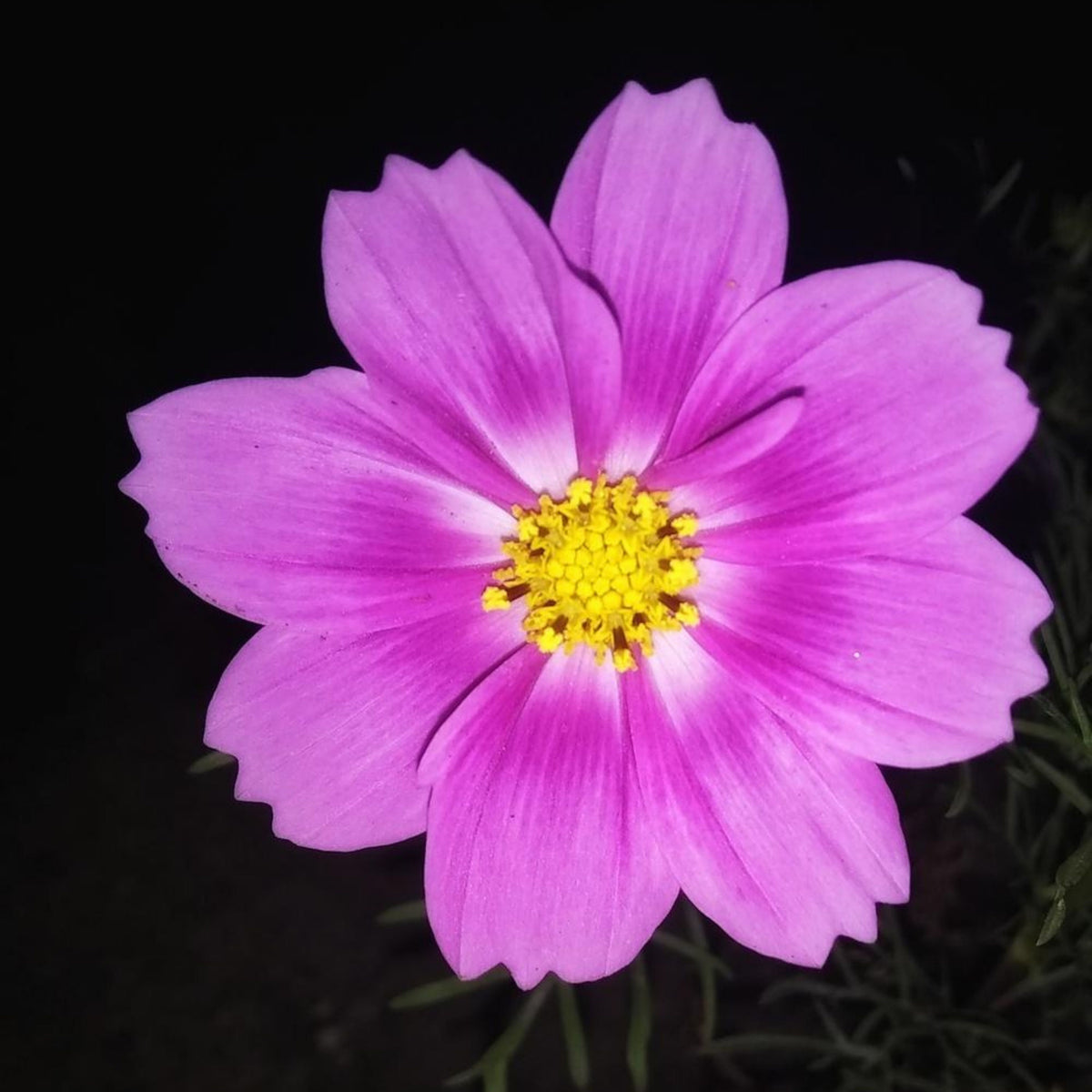 Candy Stripe & Picotee Cosmos Seeds - Drought Tolerant, 50+ seeds