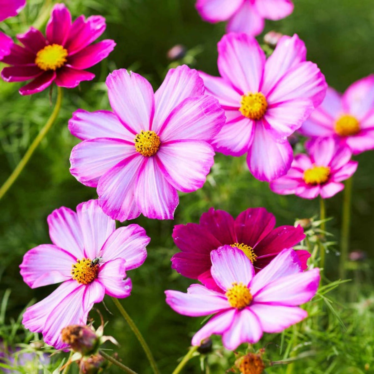 Candy Stripe & Picotee Cosmos Seeds - Drought Tolerant, 50+ seeds