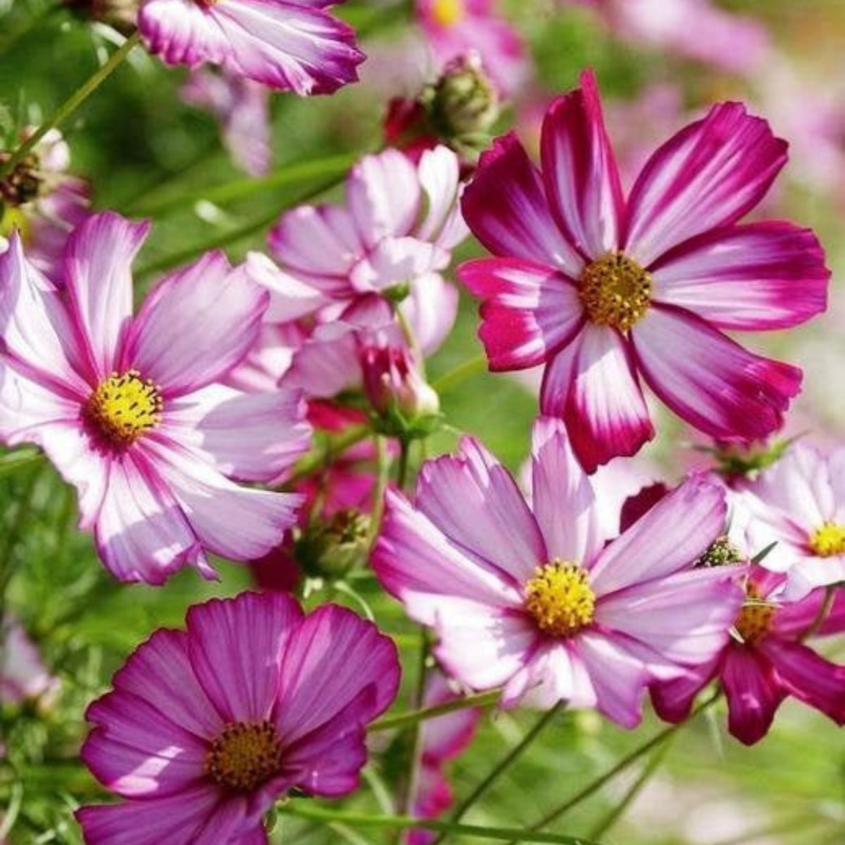 Candy Stripe & Picotee Cosmos Seeds - Drought Tolerant, 50+ seeds