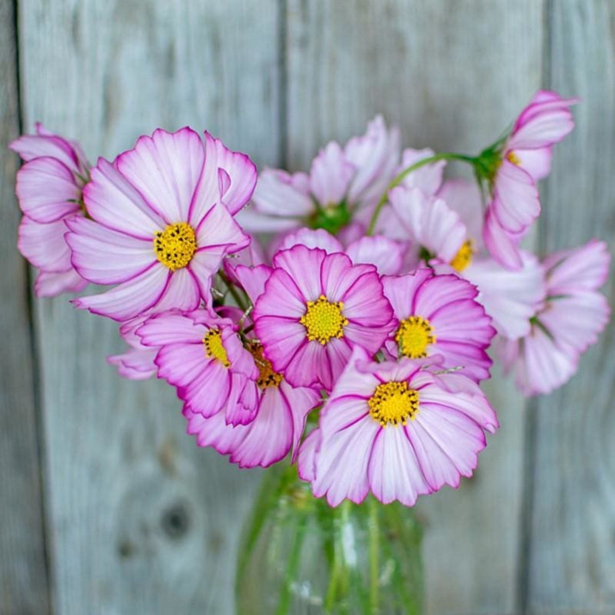 Candy Stripe & Picotee Cosmos Seeds - Drought Tolerant, 50+ seeds