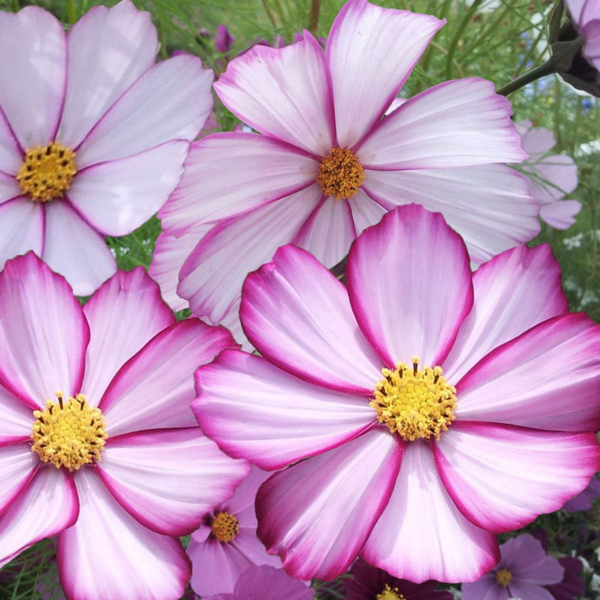 Candy Stripe & Picotee Cosmos Seeds - Drought Tolerant, 50+ seeds