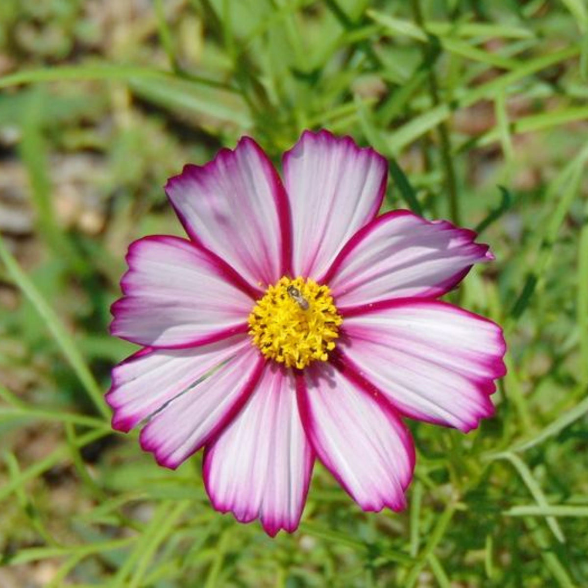 Candy Stripe & Picotee Cosmos Seeds - Drought Tolerant, 50+ seeds