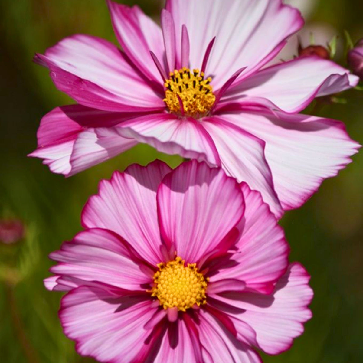 Candy Stripe & Picotee Cosmos Seeds - Drought Tolerant, 50+ seeds