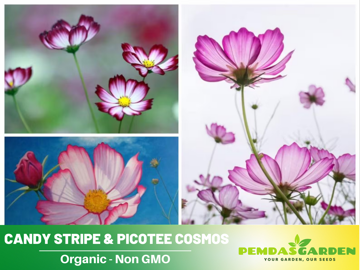 50+ Seeds| Candy Stripe & Picotee Cosmos Seeds Flower Seeds For Planting  #L009