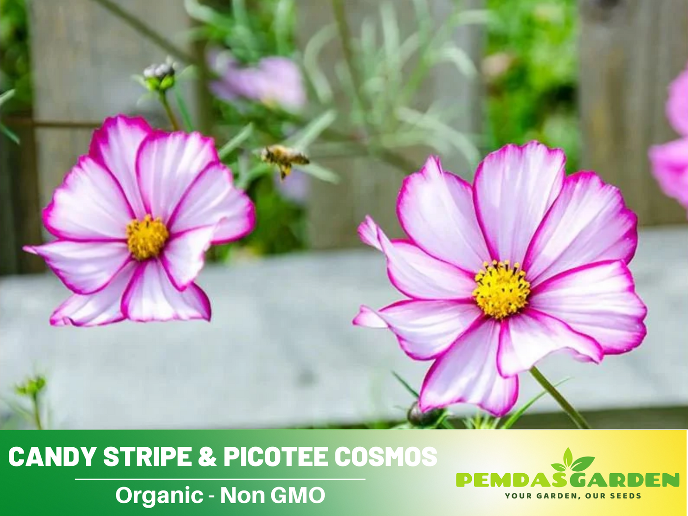 flower seeds for containers 50+ Seeds| Candy Stripe & Picotee Cosmos Seeds