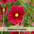 50+ Seeds| Rubenza Cosmos Seeds- Colorful Annual Flower Easy to Grow Pollinator Friendly for Garden Borders Containers and Cut Flowers , Drought Tolerant, Cut Flower, Attracts bees & butterflies  #L010