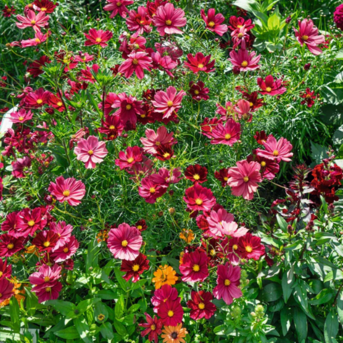 Rubenza Cosmos Seeds - Drought Tolerant, Cut Flower, 50+ seeds
