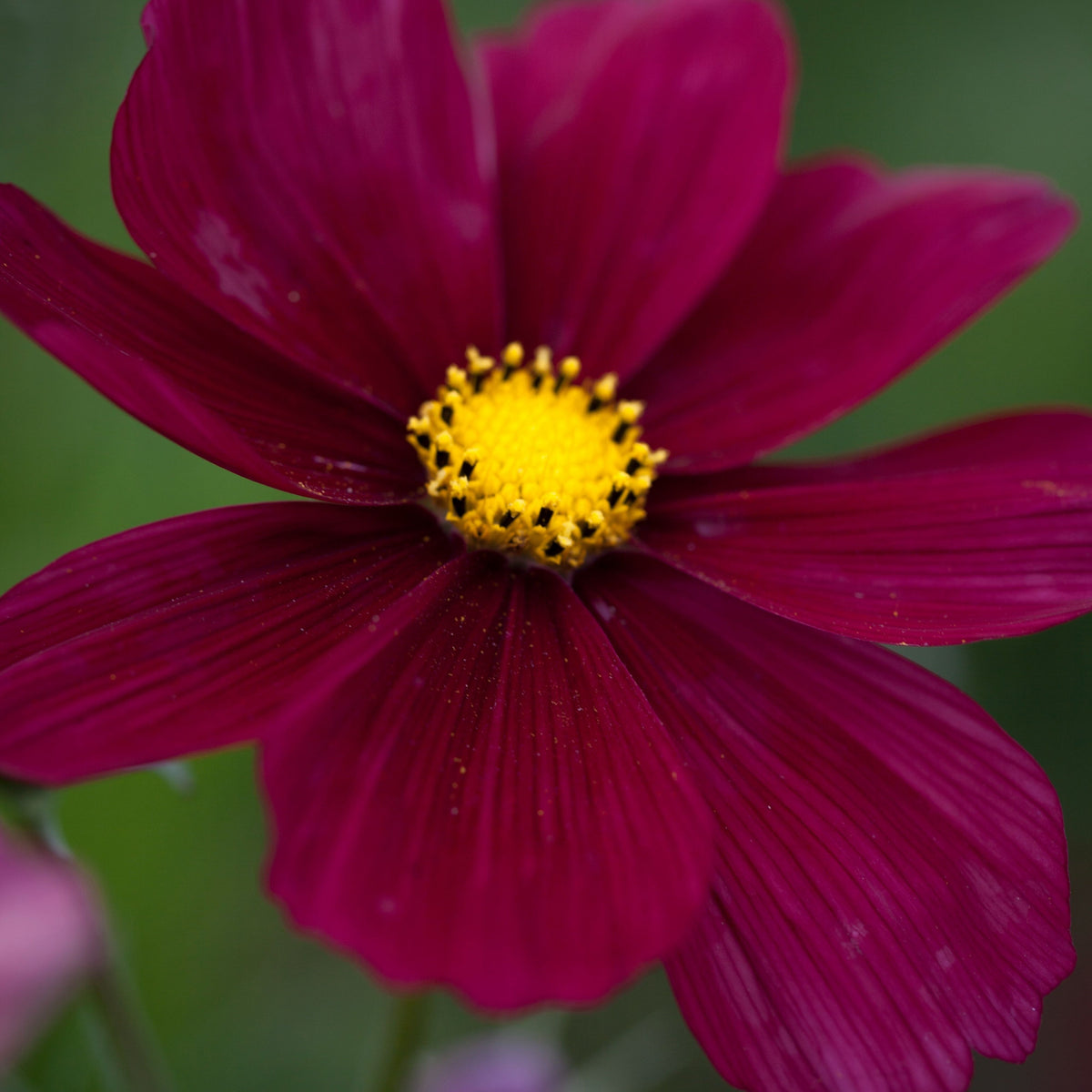 Rubenza Cosmos Seeds - Drought Tolerant, Cut Flower, 50+ seeds