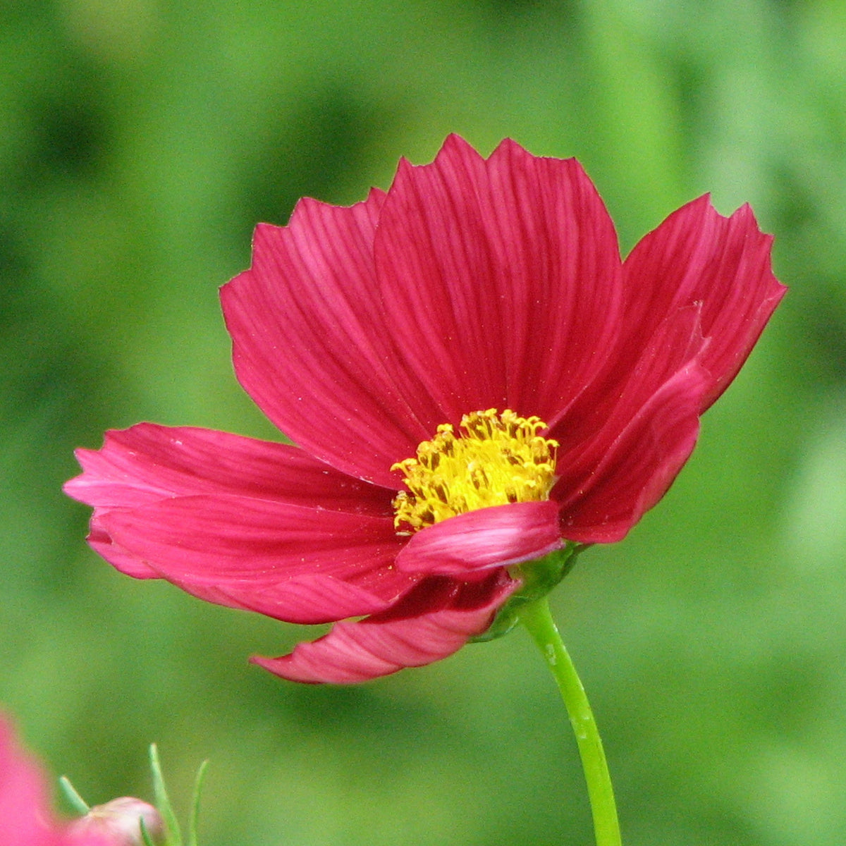 Rubenza Cosmos Seeds - Drought Tolerant, Cut Flower, 50+ seeds