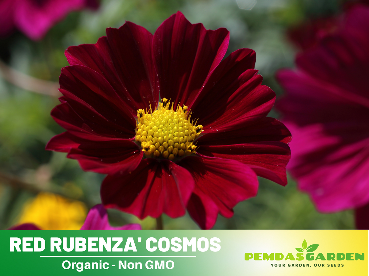 50+ Seeds| Rubenza' Cosmos Seeds Flower Seeds For Planting  #L010