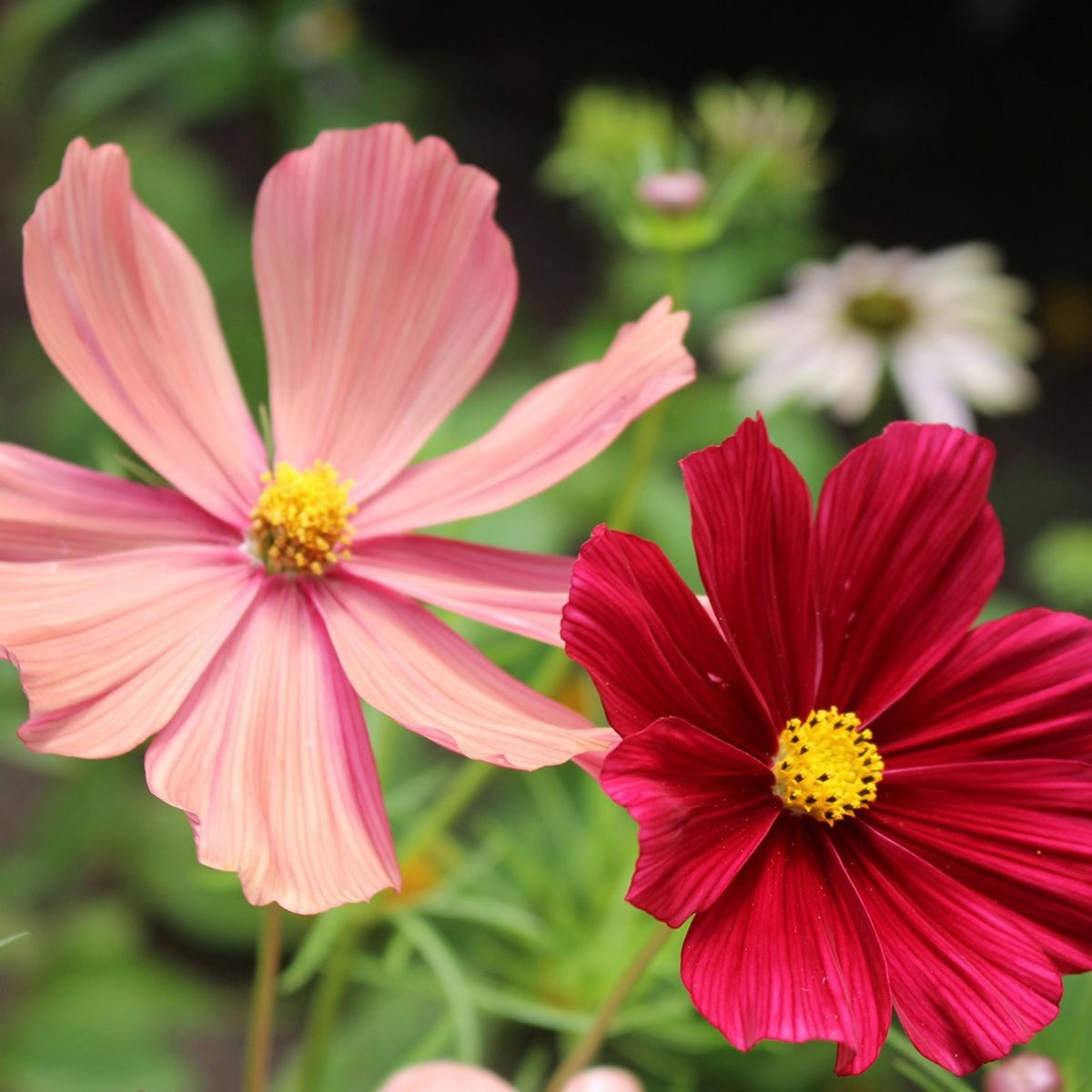 Rubenza Cosmos Seeds - Drought Tolerant, Cut Flower, 50+ seeds