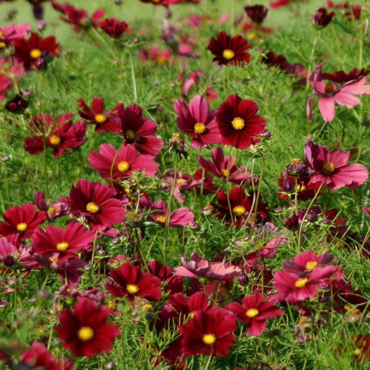 Rubenza Cosmos Seeds - Drought Tolerant, Cut Flower, 50+ seeds