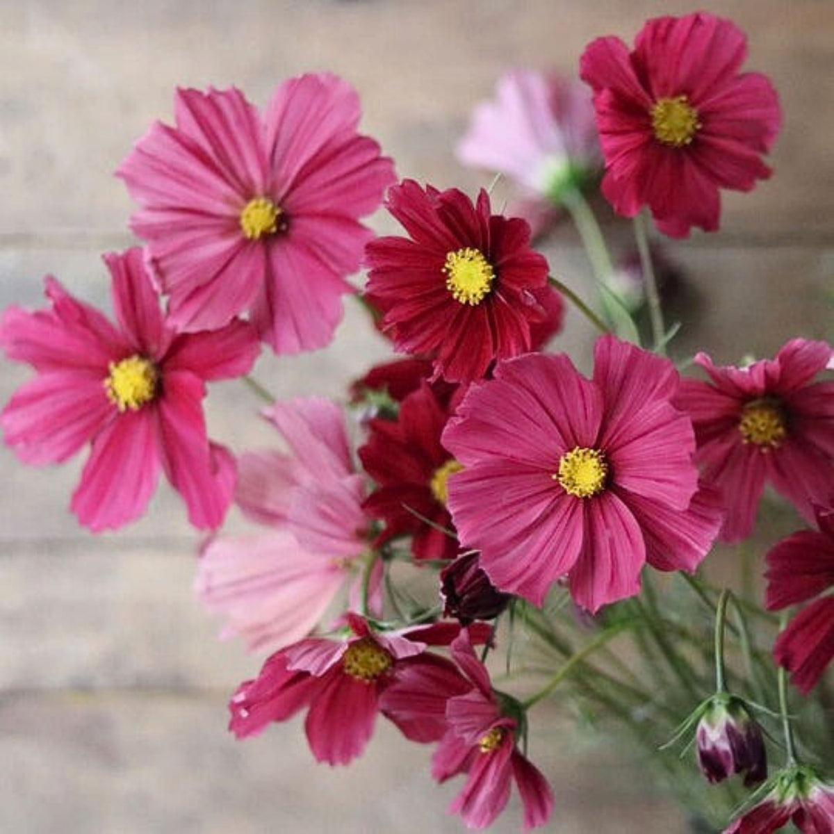 Rubenza Cosmos Seeds - Drought Tolerant, Cut Flower, 50+ seeds