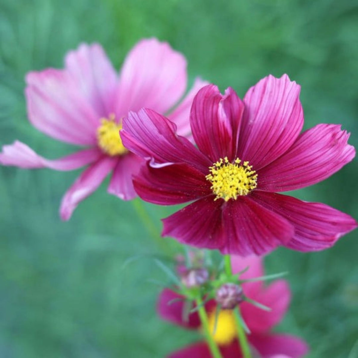 Rubenza Cosmos Seeds - Drought Tolerant, Cut Flower, 50+ seeds