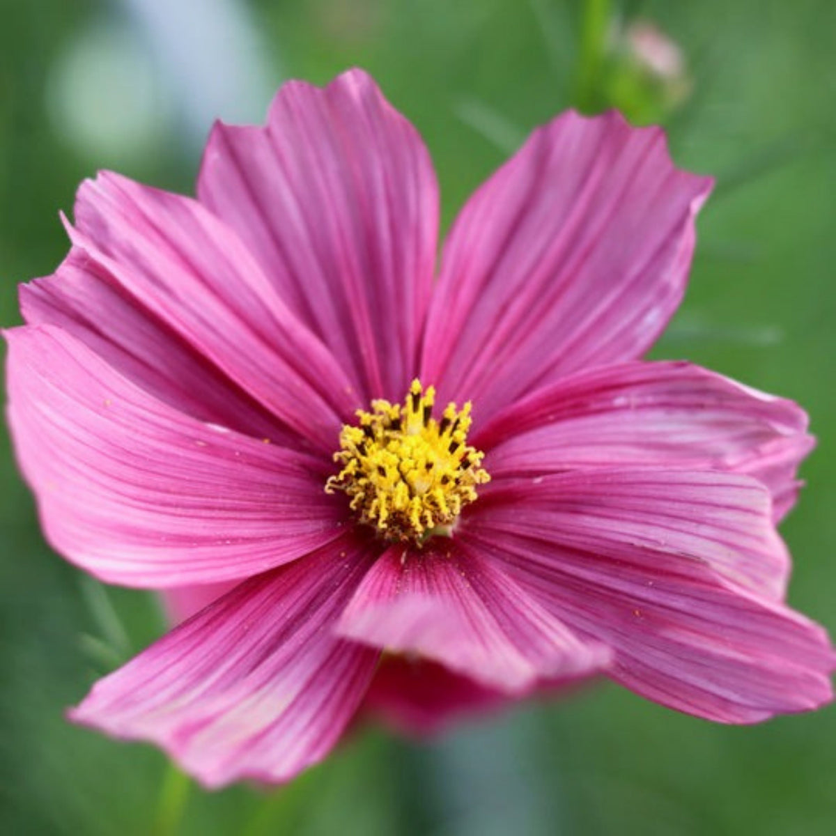 Rubenza Cosmos Seeds - Drought Tolerant, Cut Flower, 50+ seeds