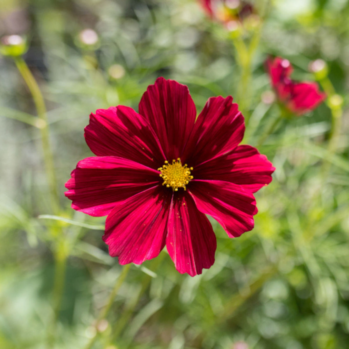 Rubenza Cosmos Seeds - Drought Tolerant, Cut Flower, 50+ seeds