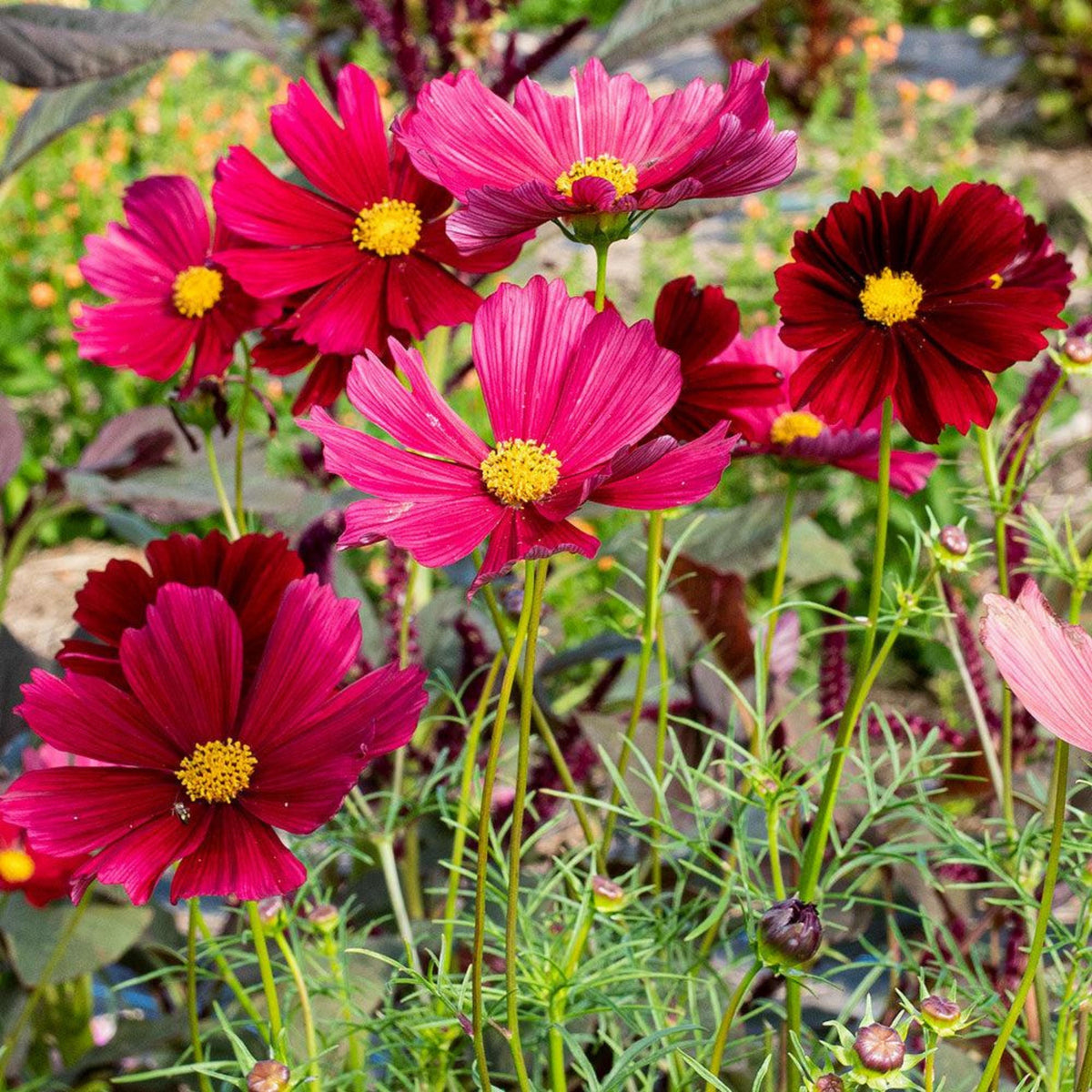 Rubenza Cosmos Seeds - Drought Tolerant, Cut Flower, 50+ seeds