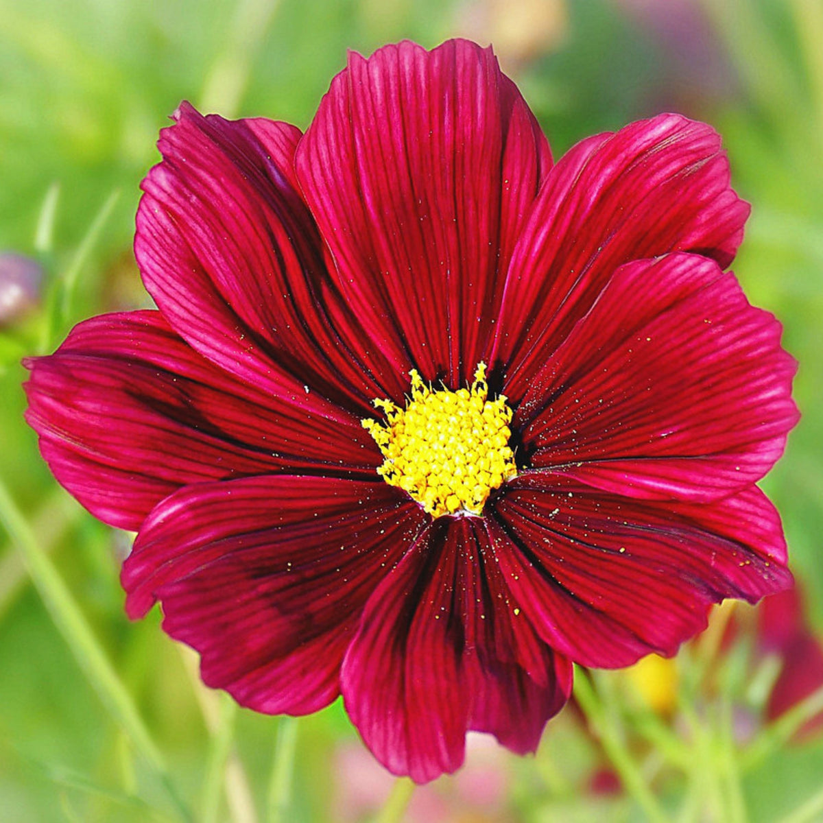 Rubenza Cosmos Seeds - Drought Tolerant, Cut Flower, 50+ seeds