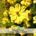 50+ Seeds| Sulphur Cosmos Seeds - Sulphur Carpet Mix Flower Seeds - Colorful Annual Flower Easy to Grow Pollinator Friendly for Garden Borders Containers and Cut Flowers , drought tolerant, Cut Flower#L011