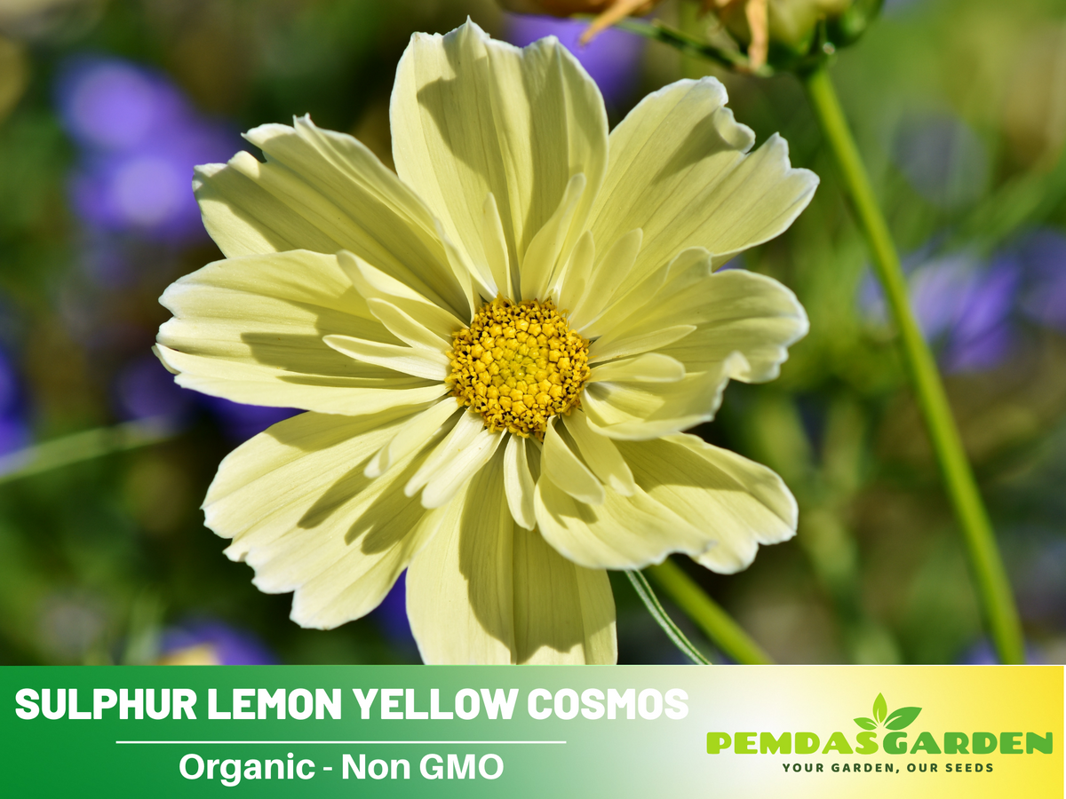 50+ Seeds| Sulphur Cosmos Seeds - Sulphur Carpet Mix Flower Seeds For Planting  #L011