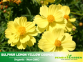 50+ Seeds| Sulphur Cosmos Seeds - Sulphur Carpet Mix Flower Seeds - Colorful Annual Flower Easy to Grow Pollinator Friendly for Garden Borders Containers and Cut Flowers , drought tolerant, Cut Flower#L011