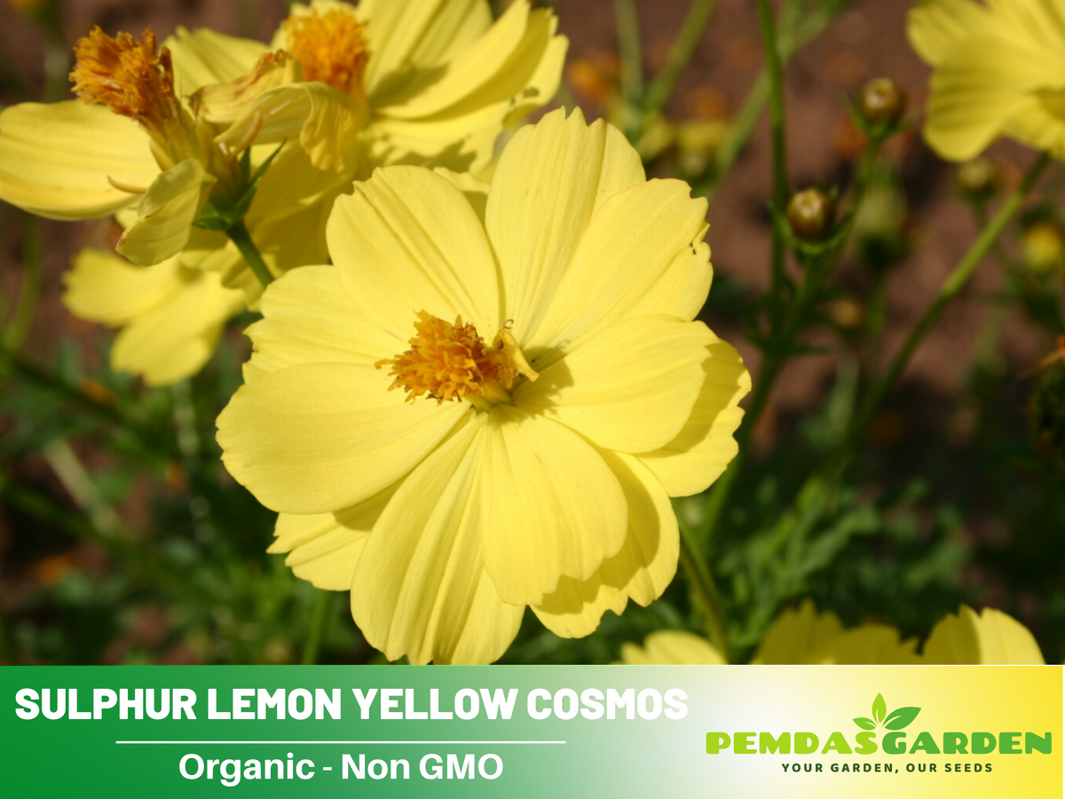 50+ Seeds| Sulphur Cosmos Seeds - Sulphur Carpet Mix Flower Seeds For Planting  #L011