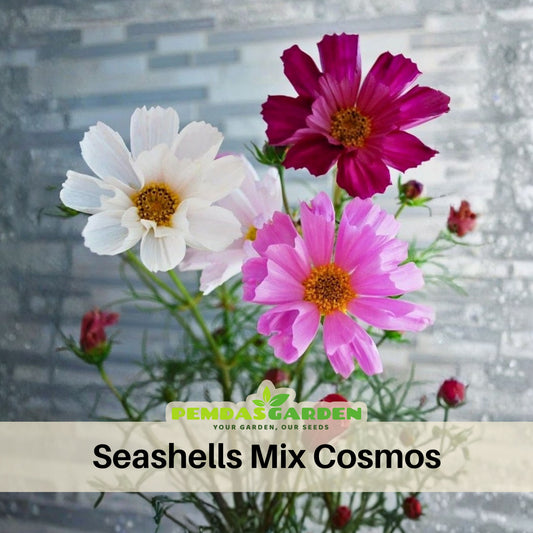 Seashells Mix Cosmos Seeds - Drought Tolerant, Cut Flower, 50+ seeds