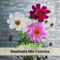 50+ Seeds| Seashells Mix Cosmos Seeds - - Colorful Annual Flower Easy to Grow Pollinator Friendly for Garden Borders Containers and Cut Flowers , drought tolerant, Cut Flower#L012