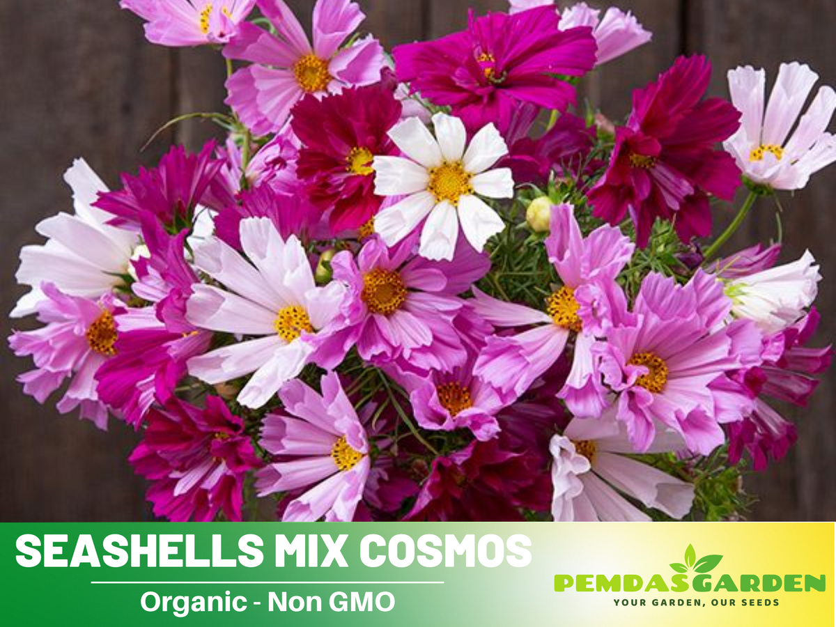 50+ Seeds| Cosmos Seeds - Seashells Mix Flower Seeds For Planting  #L012
