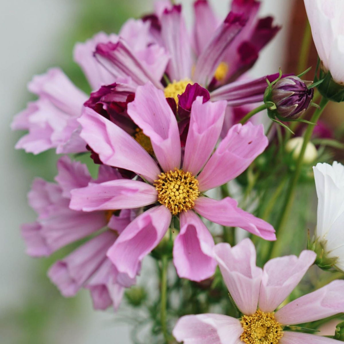 Seashells Mix Cosmos Seeds - Drought Tolerant, Cut Flower, 50+ seeds