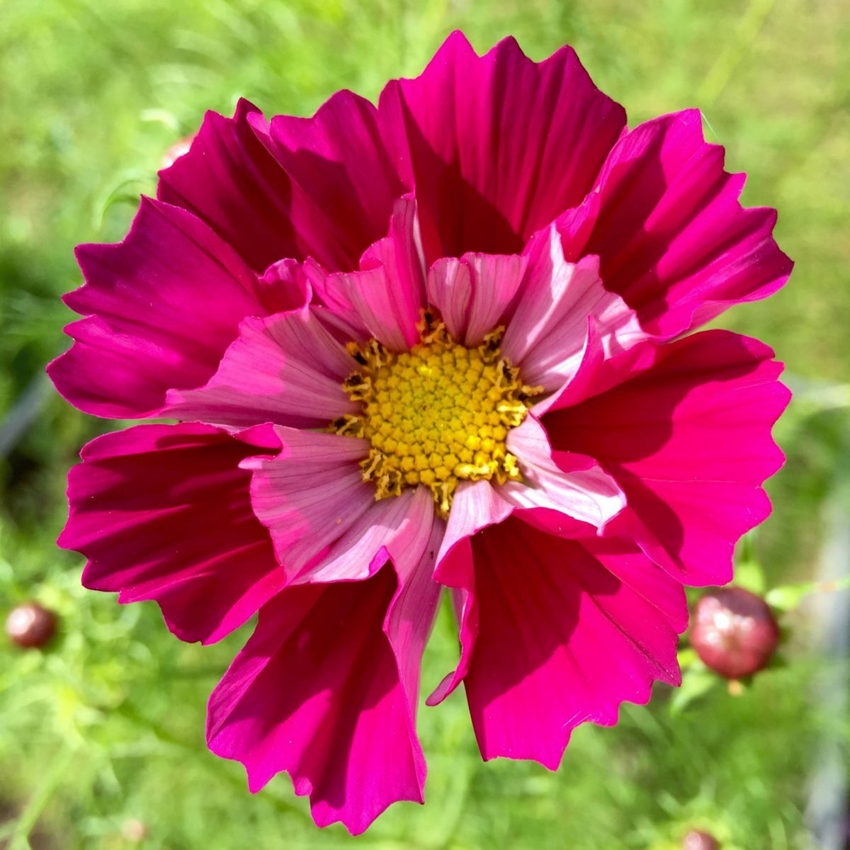 Seashells Mix Cosmos Seeds - Drought Tolerant, Cut Flower, 50+ seeds
