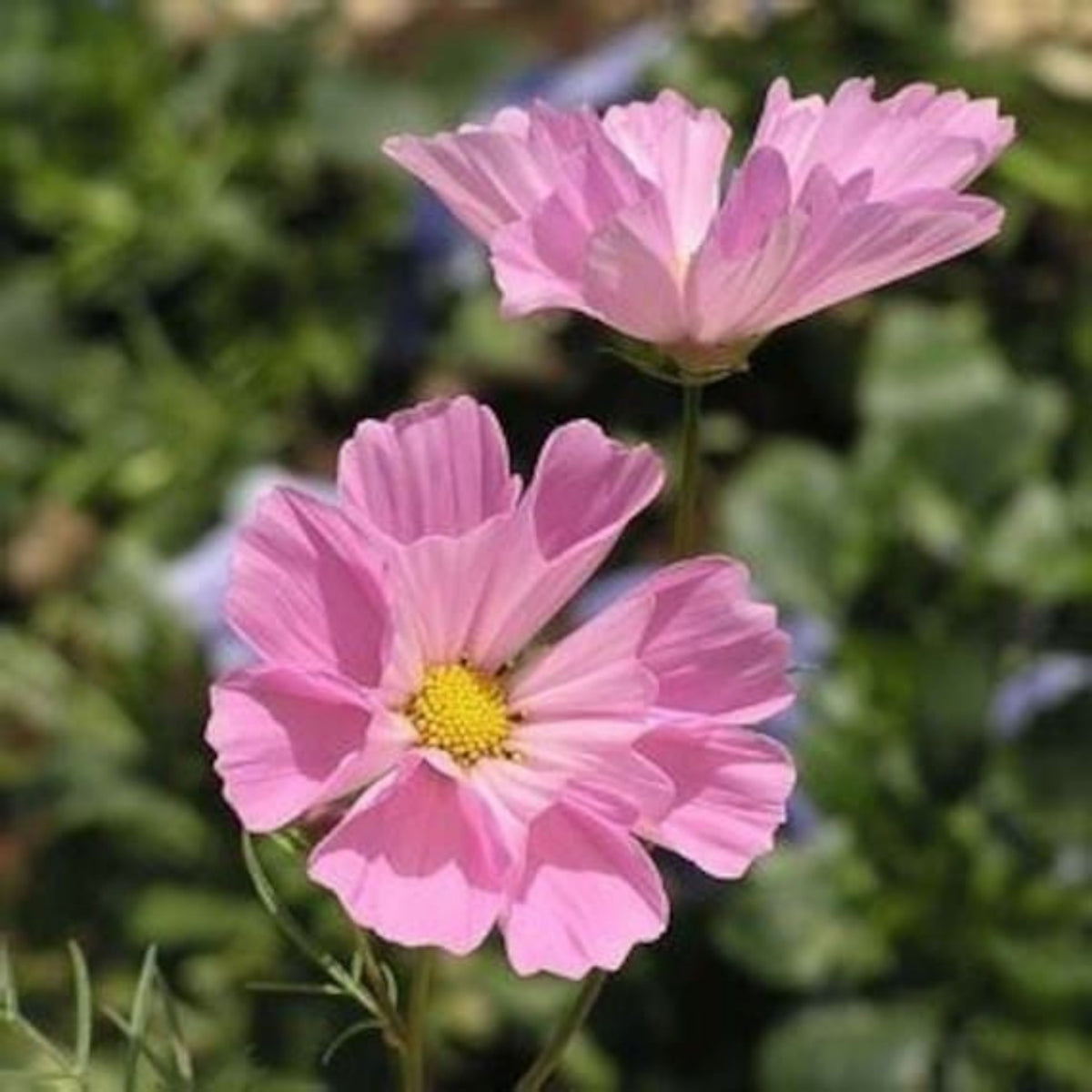 Seashells Mix Cosmos Seeds - Drought Tolerant, Cut Flower, 50+ seeds