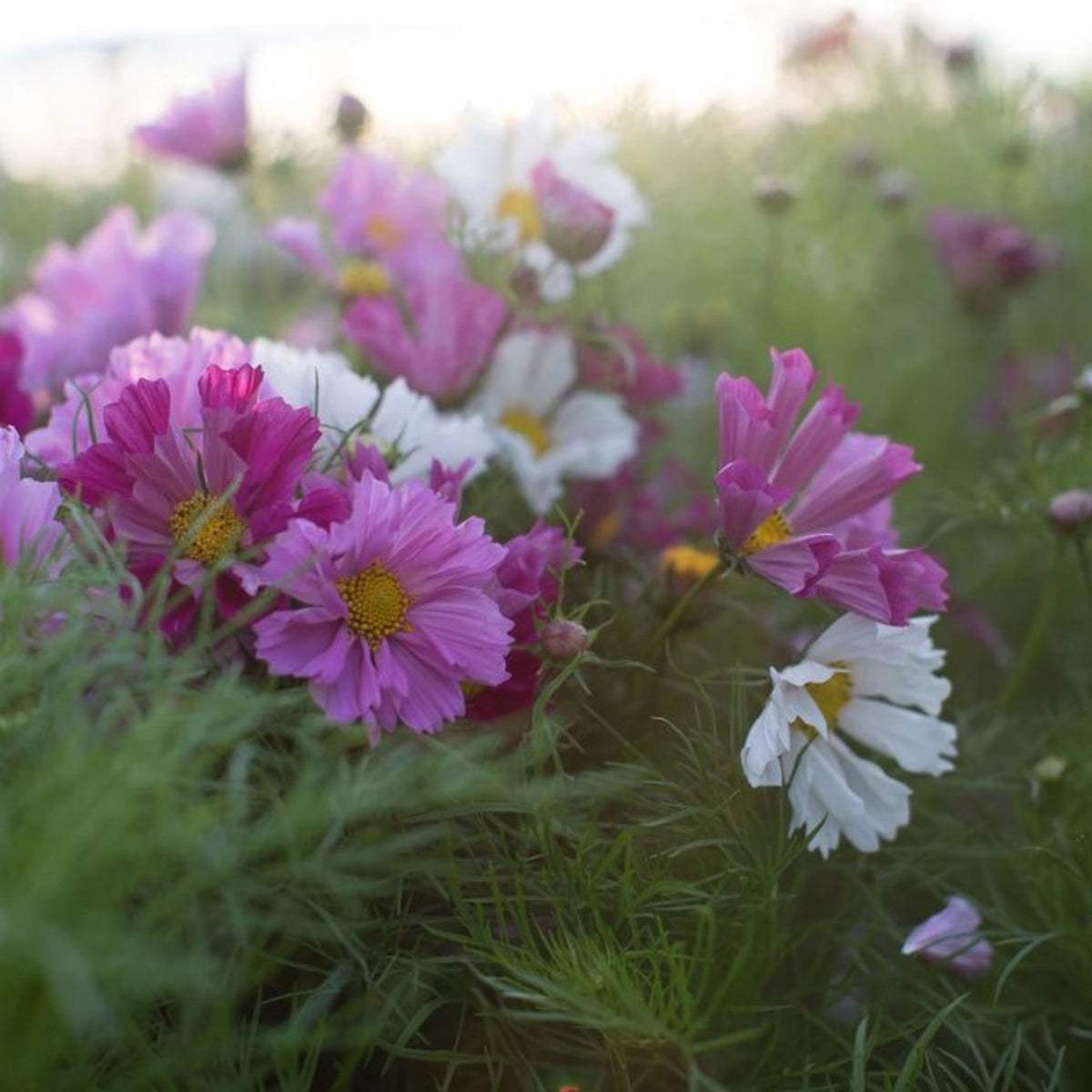 Seashells Mix Cosmos Seeds - Drought Tolerant, Cut Flower, 50+ seeds