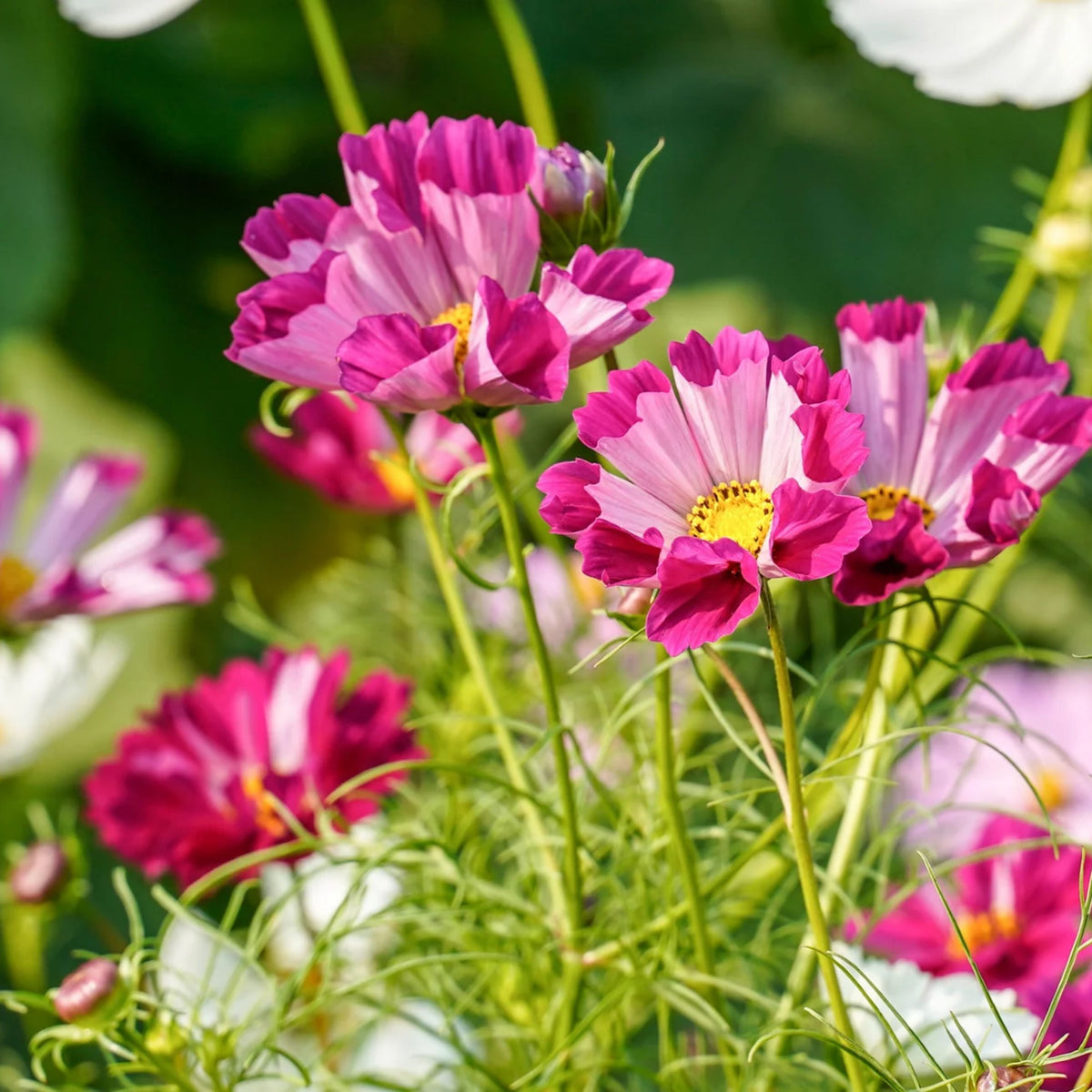 Seashells Mix Cosmos Seeds - Drought Tolerant, Cut Flower, 50+ seeds