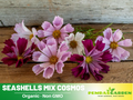 50+ Seeds| Seashells Mix Cosmos Seeds - - Colorful Annual Flower Easy to Grow Pollinator Friendly for Garden Borders Containers and Cut Flowers , drought tolerant, Cut Flower#L012