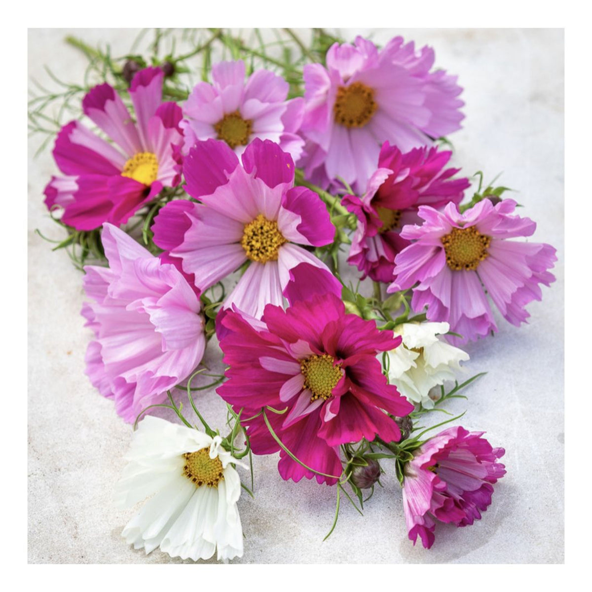 Seashells Mix Cosmos Seeds - Drought Tolerant, Cut Flower, 50+ seeds
