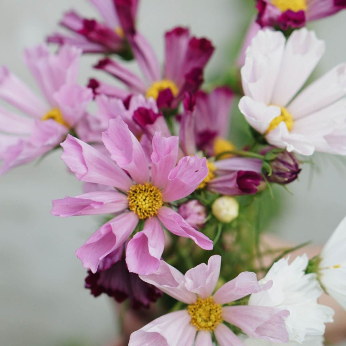 Seashells Mix Cosmos Seeds - Drought Tolerant, Cut Flower, 50+ seeds
