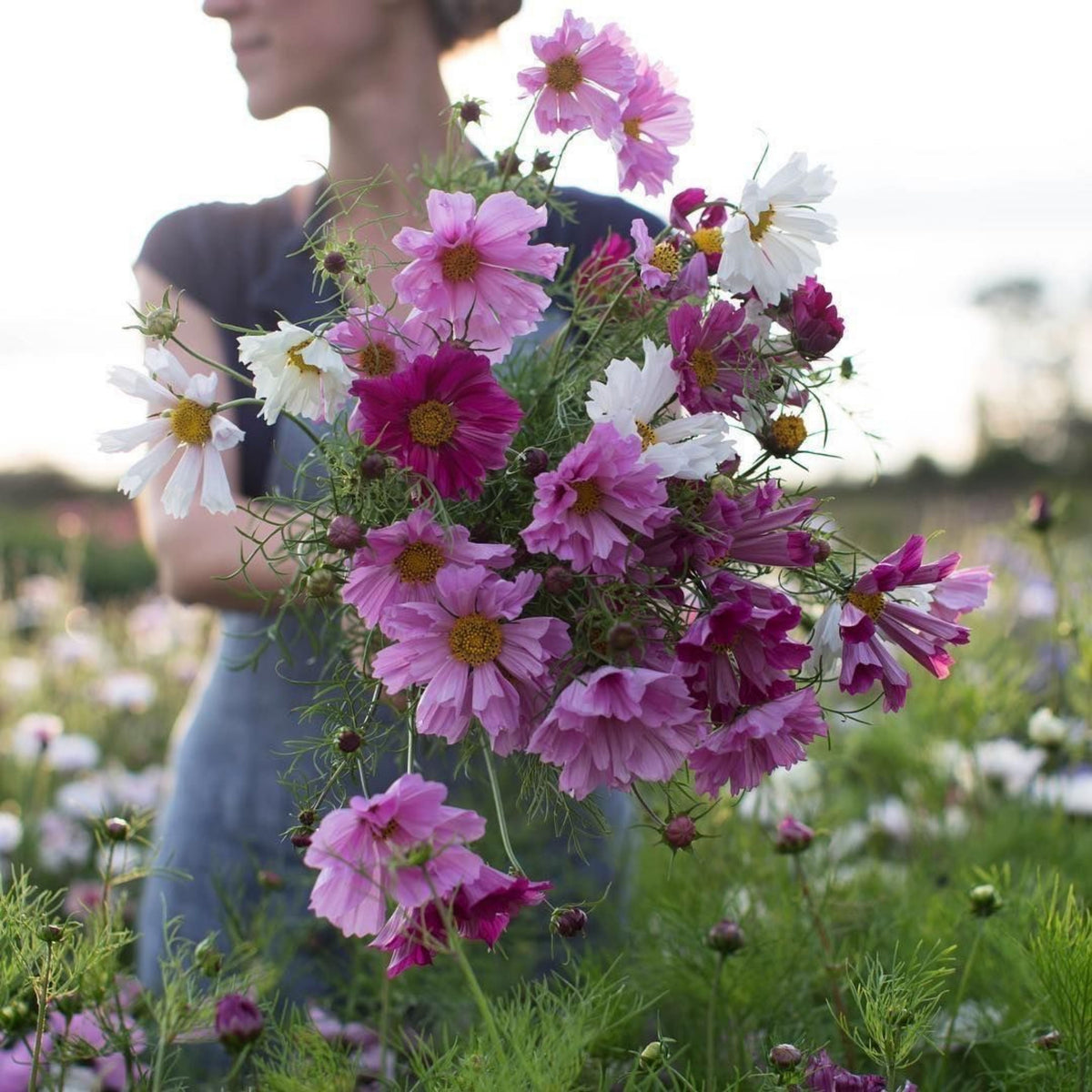 Seashells Mix Cosmos Seeds - Drought Tolerant, Cut Flower, 50+ seeds