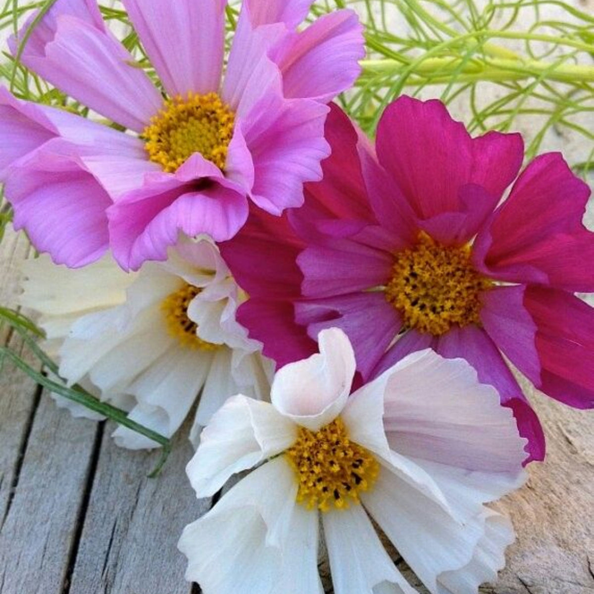 Seashells Mix Cosmos Seeds - Drought Tolerant, Cut Flower, 50+ seeds