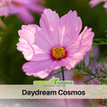 50+ Seeds| Daydream Cosmos Seeds - Colorful Annual Flower Easy to Grow Pollinator Friendly for Garden Borders Containers and Cut Flowers , drought tolerant, Cut Flower#L013