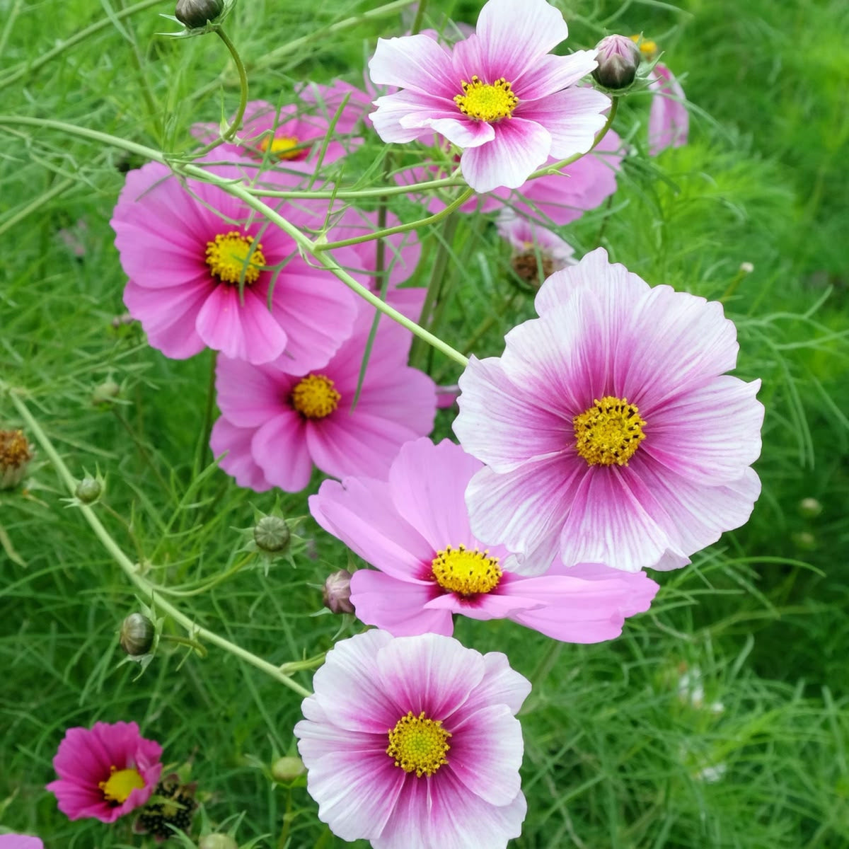 Daydream Cosmos Seeds - Drought Tolerant, Cut Flower, 50+ seeds