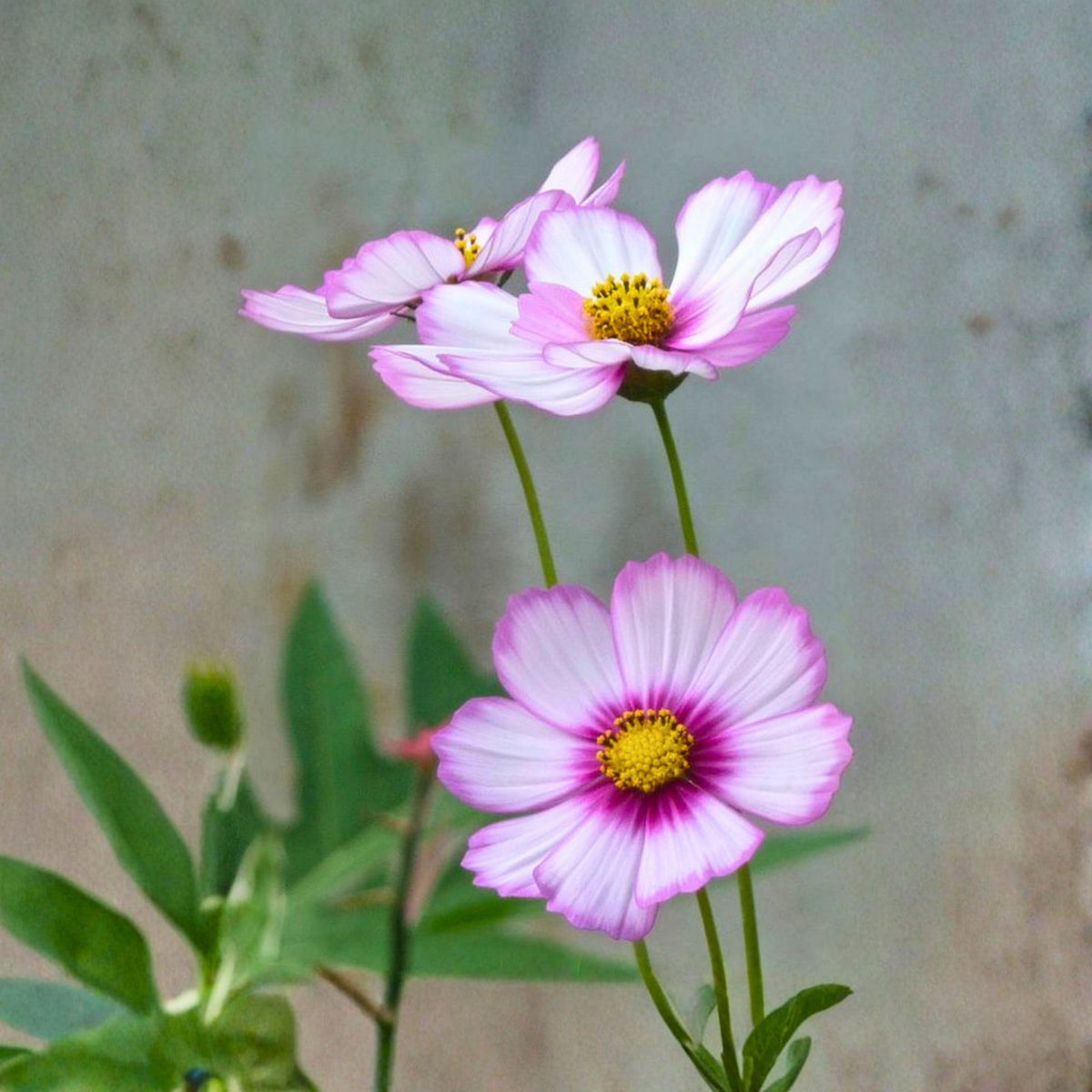 Daydream Cosmos Seeds - Drought Tolerant, Cut Flower, 50+ seeds