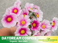 50+ Seeds| Daydream Cosmos Seeds - Colorful Annual Flower Easy to Grow Pollinator Friendly for Garden Borders Containers and Cut Flowers , drought tolerant, Cut Flower#L013