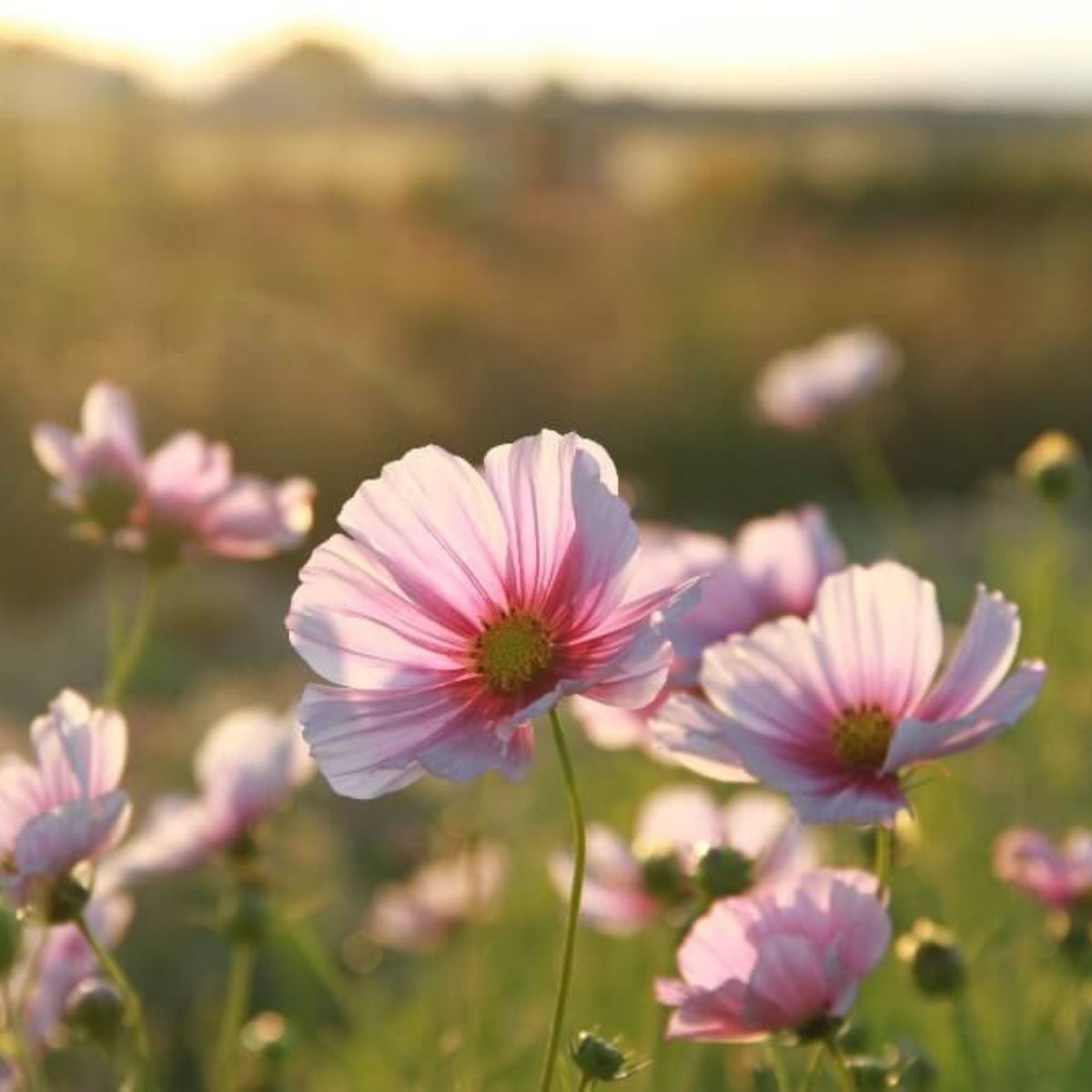 Daydream Cosmos Seeds - Drought Tolerant, Cut Flower, 50+ seeds