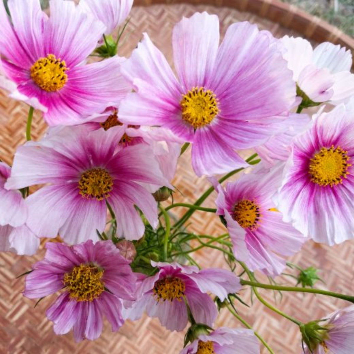 Daydream Cosmos Seeds - Drought Tolerant, Cut Flower, 50+ seeds