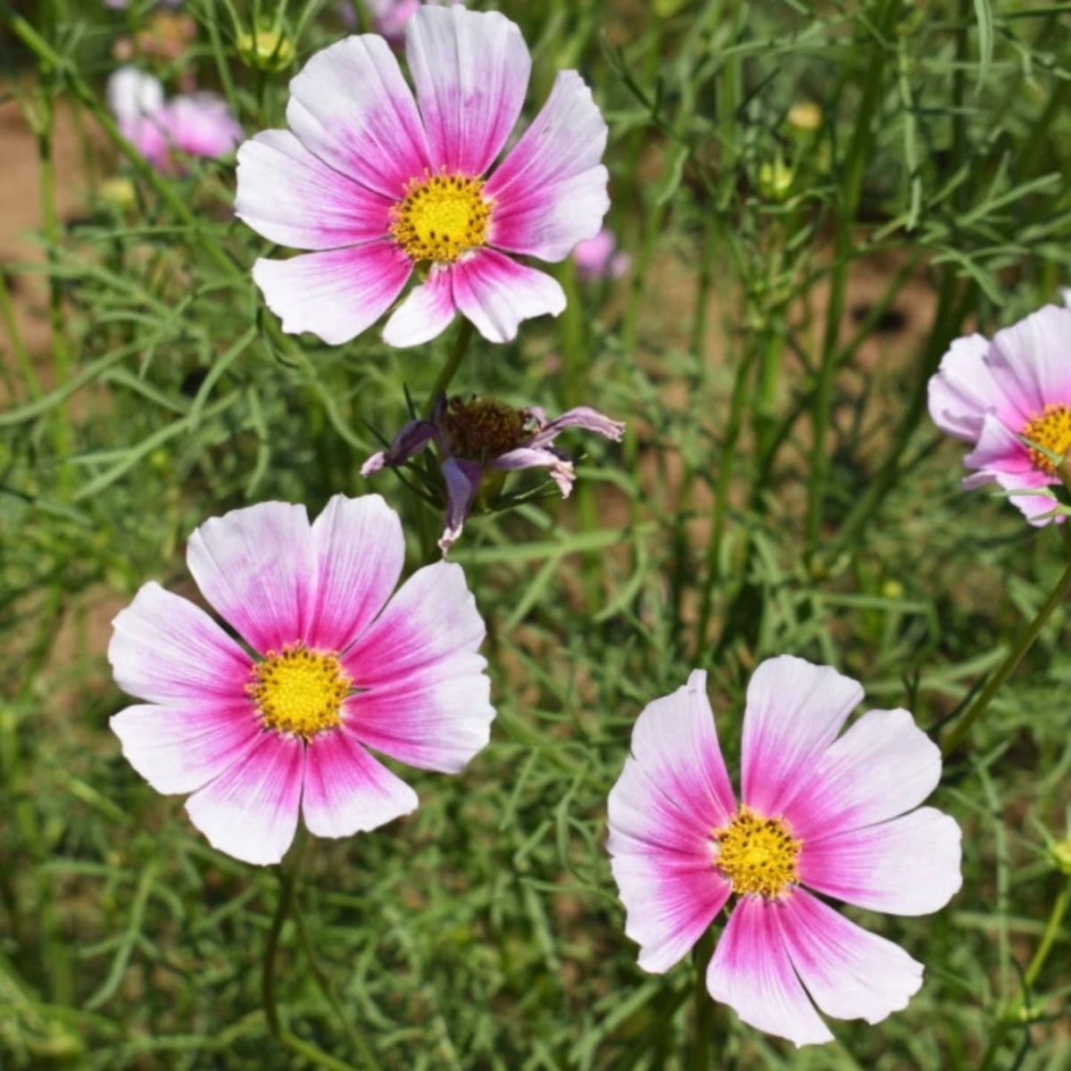 Daydream Cosmos Seeds - Drought Tolerant, Cut Flower, 50+ seeds