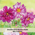 50+ Seeds| Double Click Bicolor Violet Cosmos Seeds- Colorful Annual Flower Easy to Grow Pollinator Friendly for Garden Borders Containers and Cut Flowers , Drought Tolerant, Cut Flower, Attracts bees & butterflies #L014