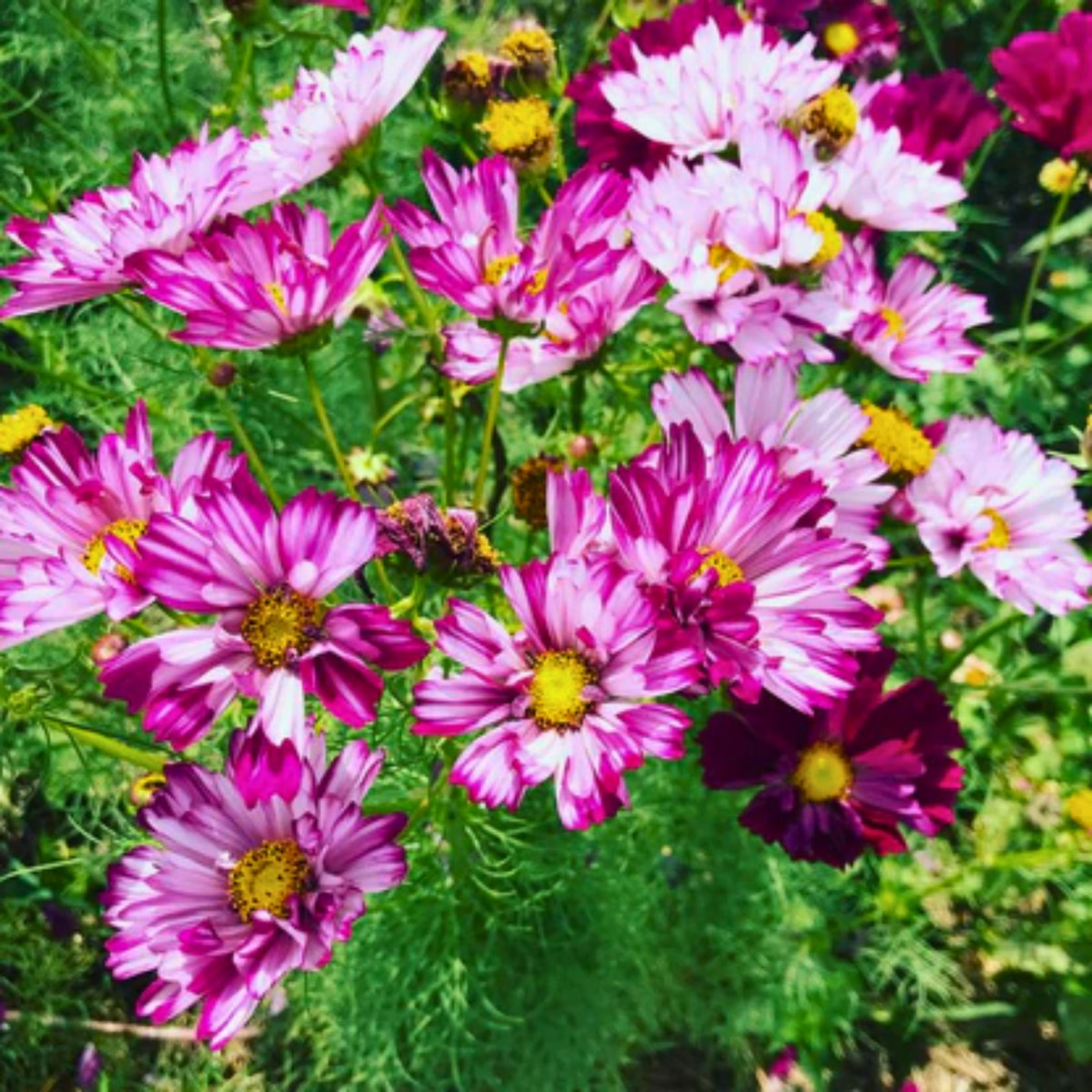 Double Click Bicolor Violet Cosmos Seeds - Drought Tolerant, 50+ seeds
